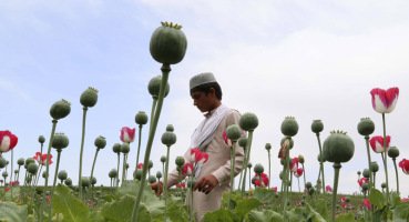 Only US/NATO success in Afghanistan: 40 fold opium increase – Rick Rozoff 